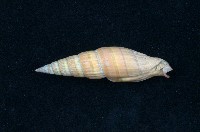 藏品(紅筆螺)的圖片